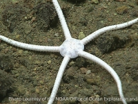 brittlestars