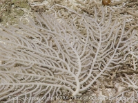 bryozoans