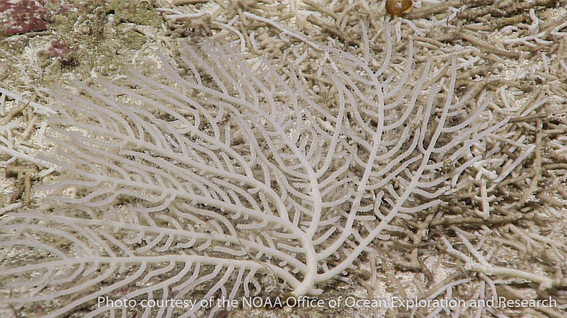 bryozoans