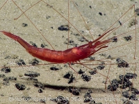 caridean shrimp