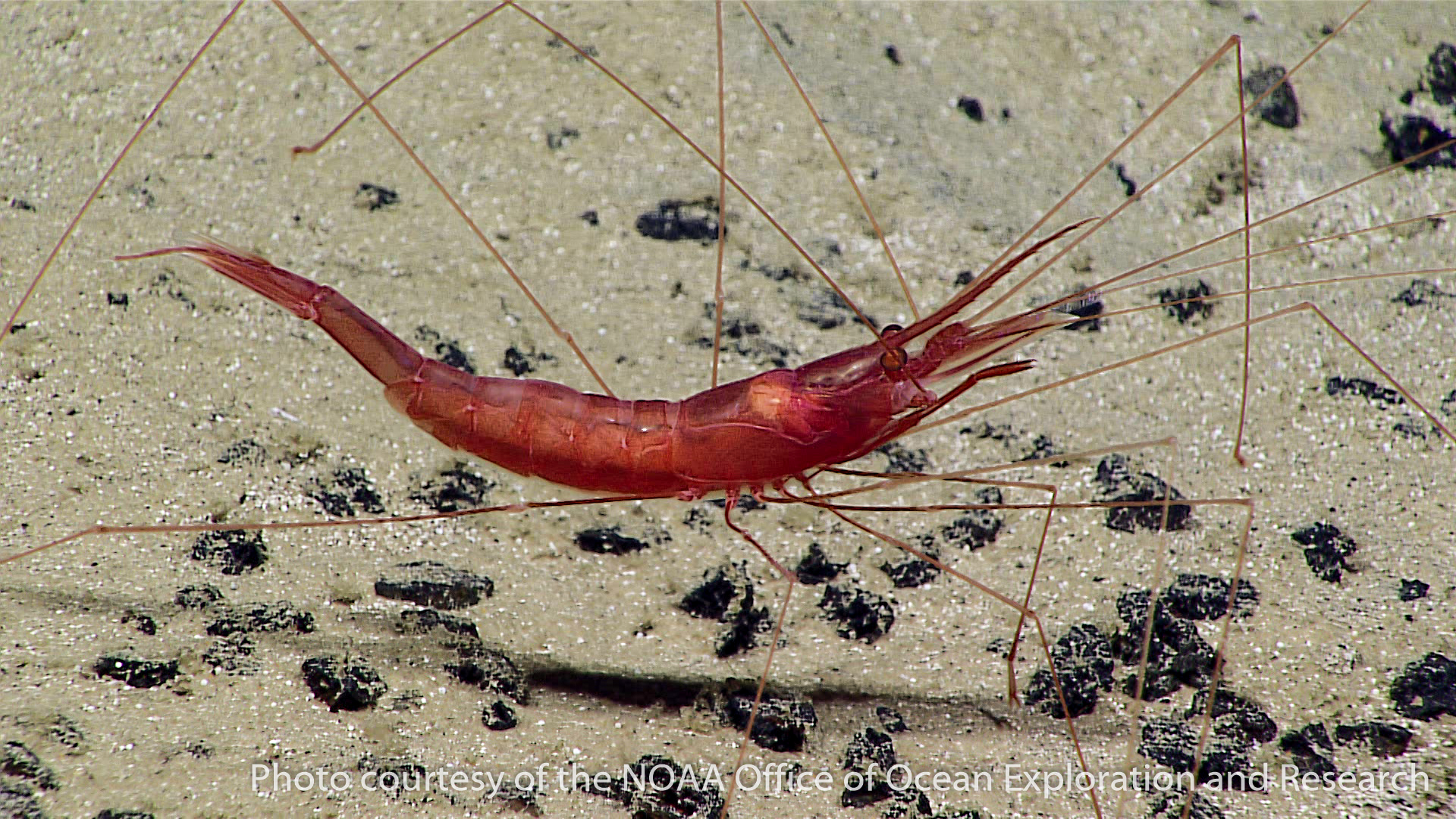 caridean shrimp