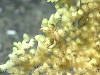 Calocarcinus? sp. A