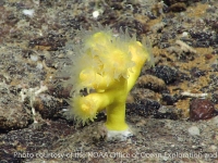 Dendrophyllia? sp. A