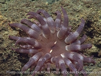 Dofleinia? sp. A