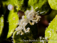 Eubranchus? sp. A UWK sp. 898