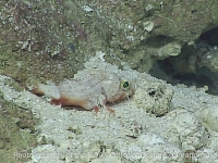 Idiastion pacificum?