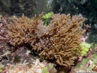 Ifalukella? sp. A