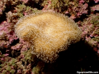 Sarcophyton? sp. C