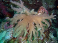 Sinularia? sp. H