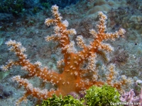 Stereonephthya? sp. A
