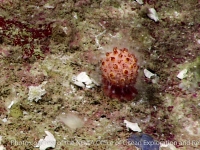 alcyoniid? sp. A