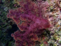 nephtheid? sp. A