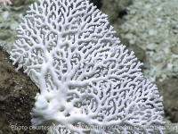 coral-like hydrozoans