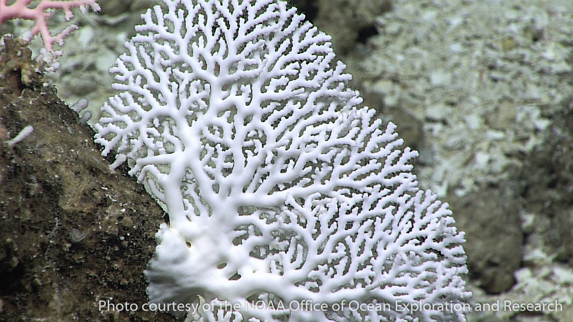 coral-like hydrozoans