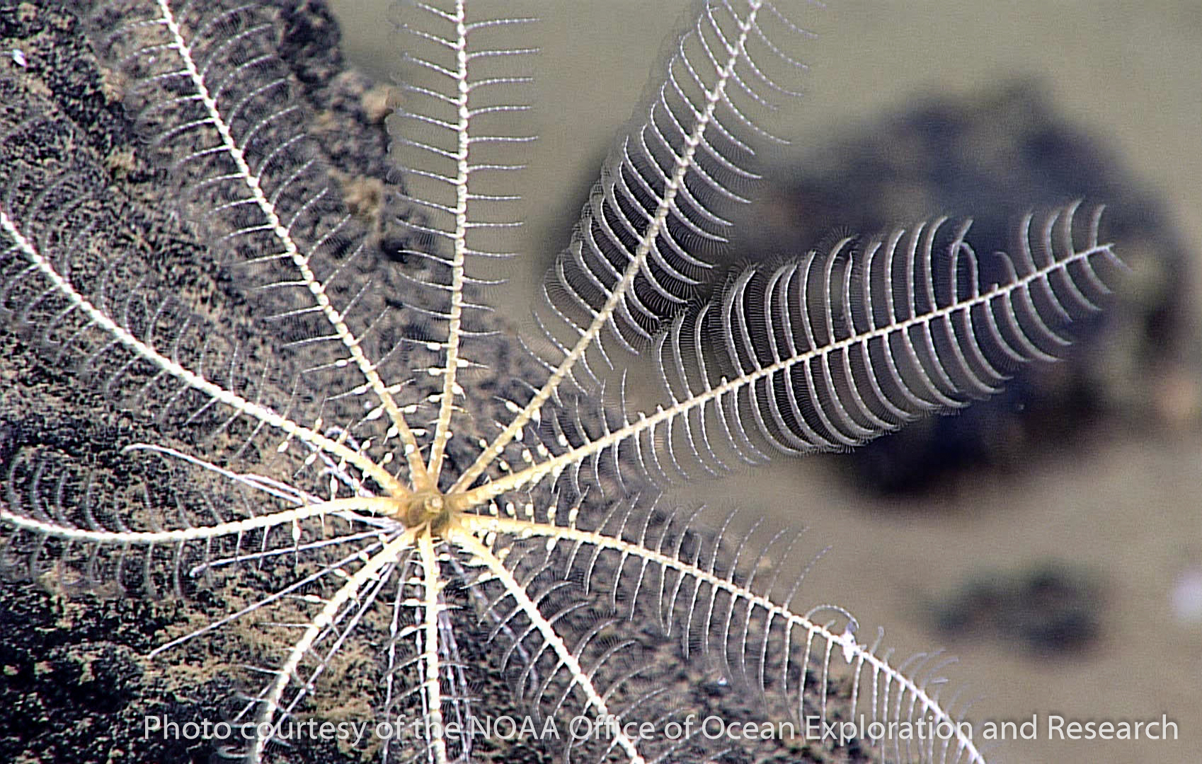 crinoids