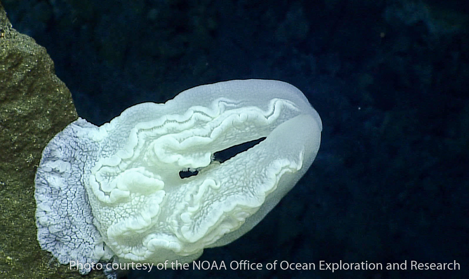 ctenophores