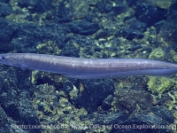 cutthroat eels