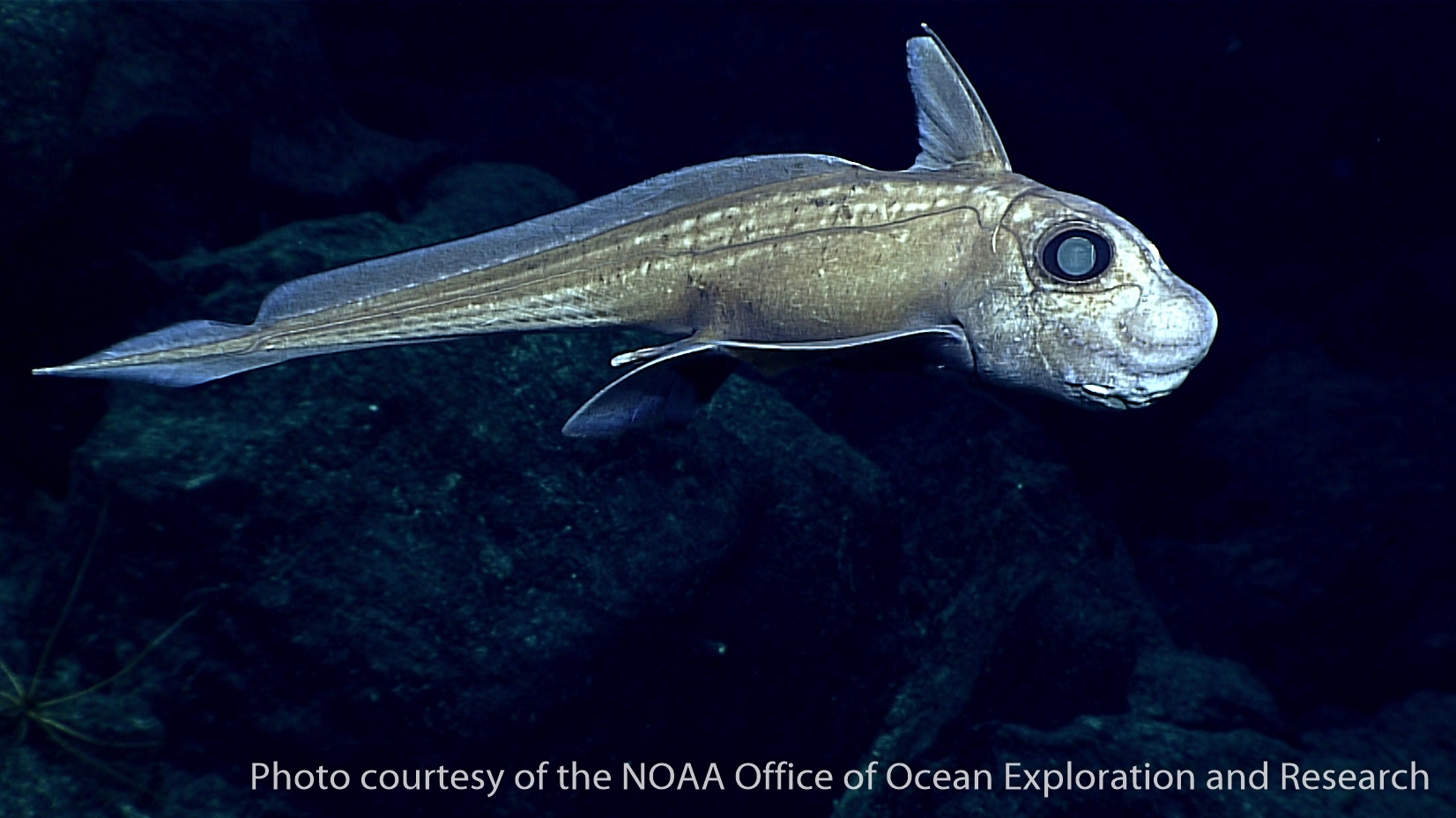 deep-sea fishes