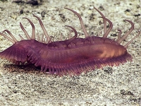 deep-sea inverts