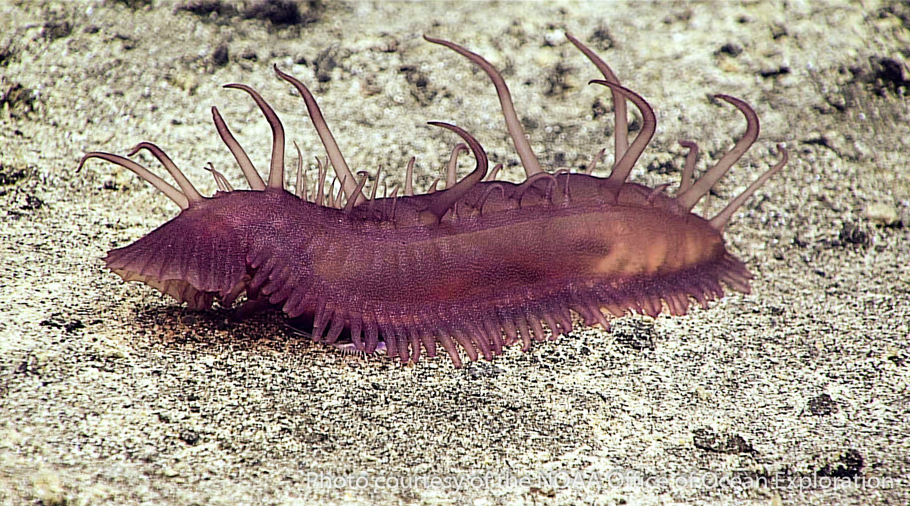 deep-sea inverts