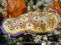 dorid nudibranchs