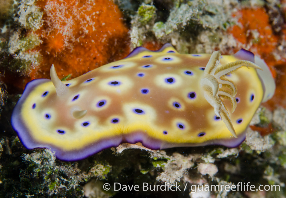 dorid nudibranchs