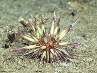 echinoids