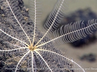 feather stars