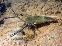 freshwater crustaceans