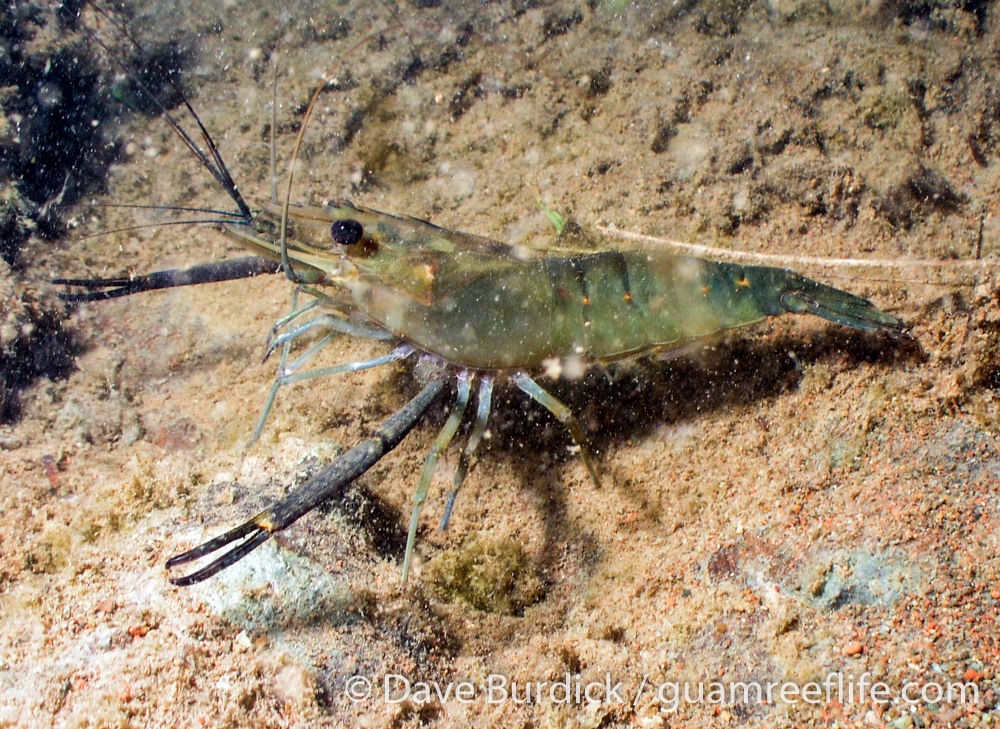 freshwater crustaceans