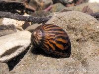 freshwater gastropods