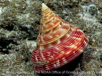 gastropods