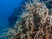 gorgonian sp. A