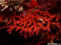gorgonian sp. B