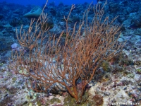 gorgonian sp. C