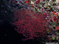 gorgonian sp. D
