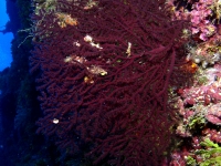gorgonian sp. E