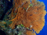 gorgonian sp. F