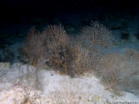 gorgonian sp. G