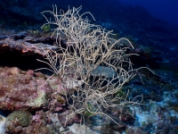 gorgonian sp. H