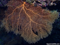 gorgonian sp. I