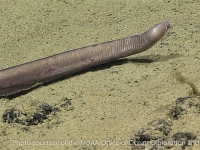 hagfishes