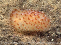 heterobranchs