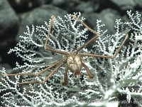 homolidae sp. A