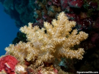 nephtheid sp. A
