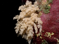 nephtheid sp. B