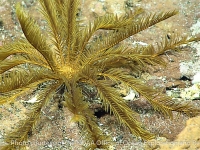 other feather stars
