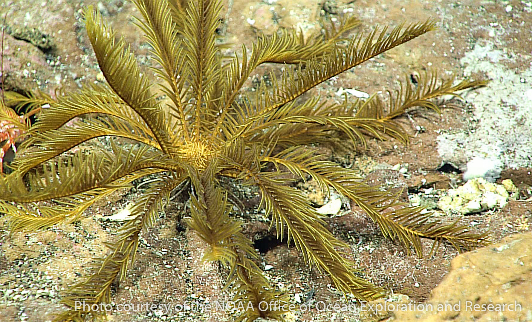 other feather stars