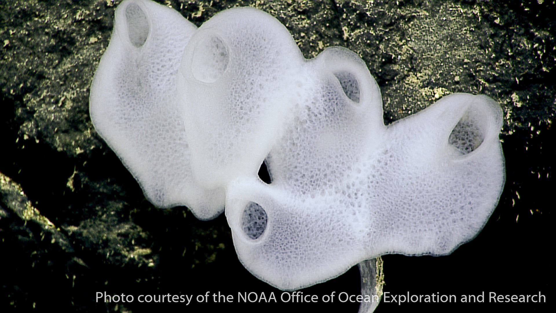 other glass sponges