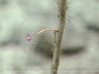 other hydrozoans